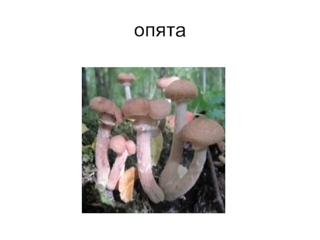 опята