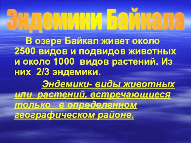 Эндемики Байкала В озере Байкал живет около 2500 видов и подвидов животных