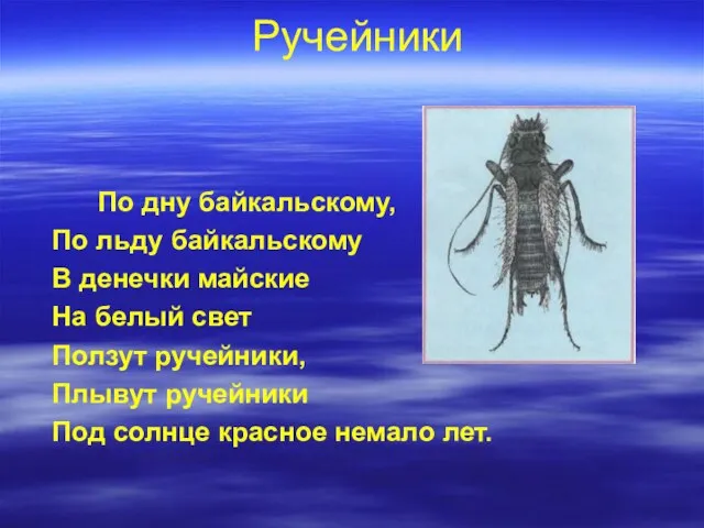 Ручейники По дну байкальскому, По льду байкальскому В денечки майские На белый