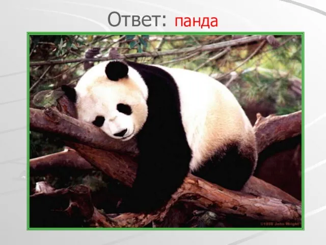Ответ: панда панда