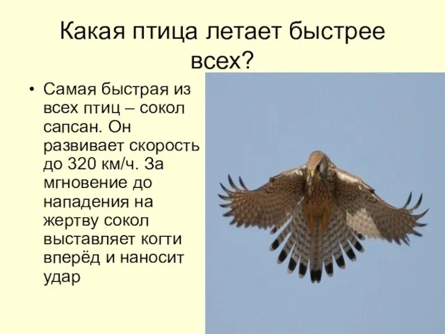 Какая птица летает быстрее всех? Самая быстрая из всех птиц – сокол