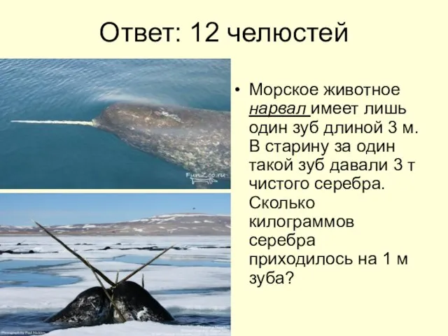 Ответ: 12 челюстей Морское животное нарвал имеет лишь один зуб длиной 3