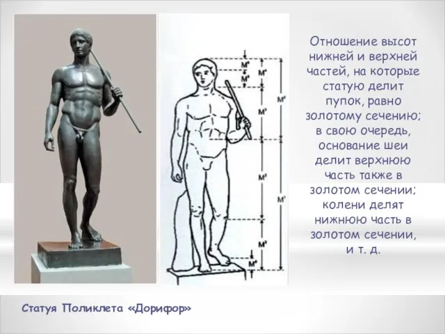 Статуя Поликлета «Дорифор» Отношение высот нижней и верхней частей, на которые статую