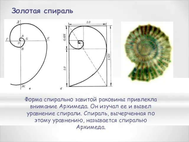 Форма спирально завитой раковины привлекла внимание Архимеда. Он изучал ее и вывел