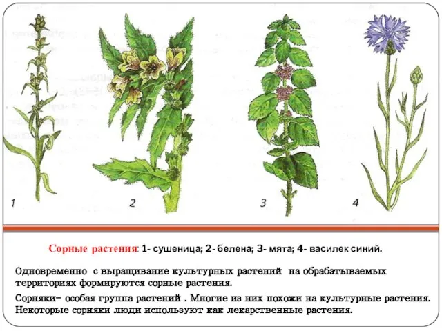Сорные растения: 1- сушеница; 2- белена; 3- мята; 4- василек синий. Одновременно