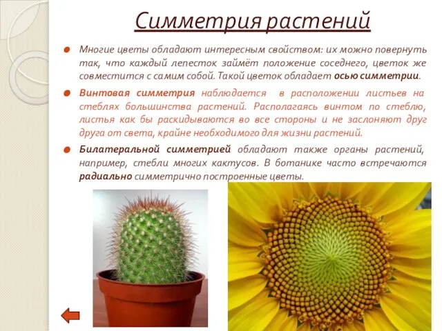 Симметрия растений Многие цветы обладают интересным свойством: их можно повернуть так, что