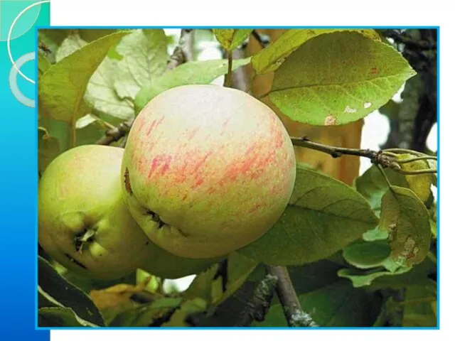 6) Решение задачи. Росли в Кощеевом саду золотые и серебряные яблоки. Всего
