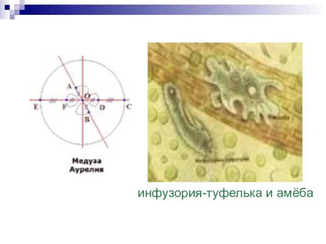 инфузория-туфелька и амёба