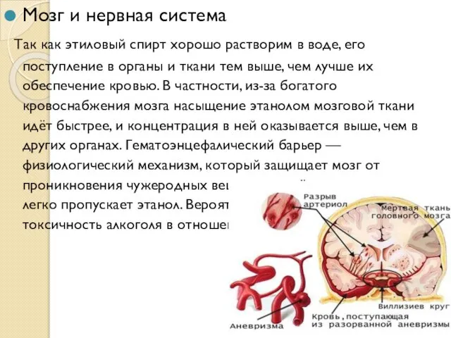 Мозг и нервная система Так как этиловый спирт хорошо растворим в воде,