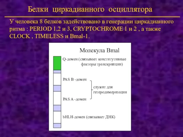 Белки циркадианного осциллятора bHLH-домен (связывает ДНК) PAS A -домен PAS B -домен