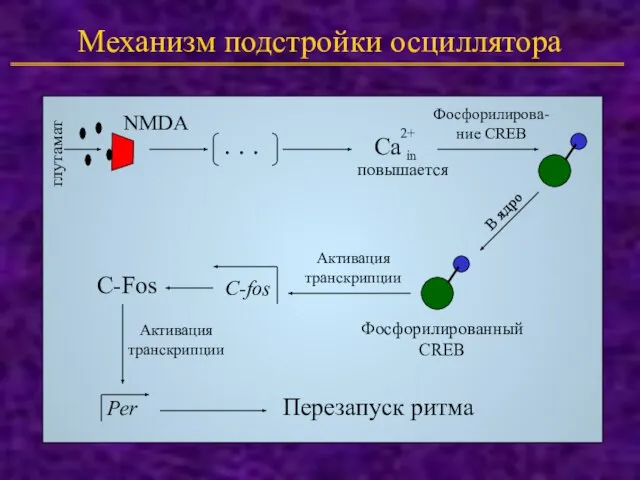 Механизм подстройки осциллятора NMDA глутамат . . . Ca 2+ in повышается