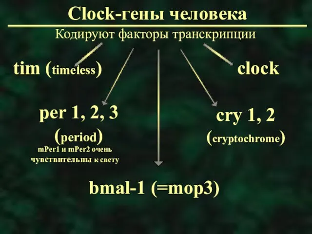 Clock-гены человека Кодируют факторы транскрипции mPer1 и mPer2 очень чувствительны к свету