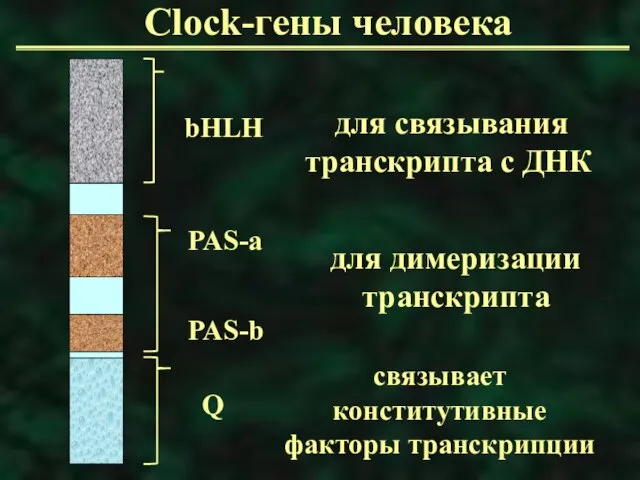 Clock-гены человека для связывания транскрипта с ДНК для димеризации транскрипта связывает конститутивные