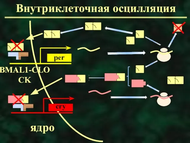 Внутриклеточная осцилляция ядро