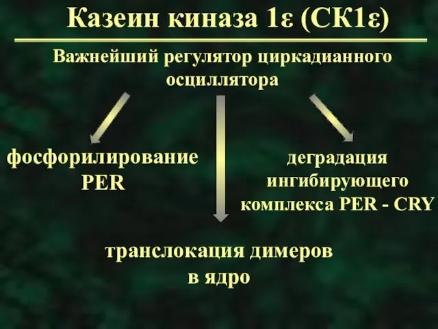 Казеин киназа 1ε (СК1ε) Важнейший регулятор циркадианного осциллятора фосфорилирование PER транслокация димеров