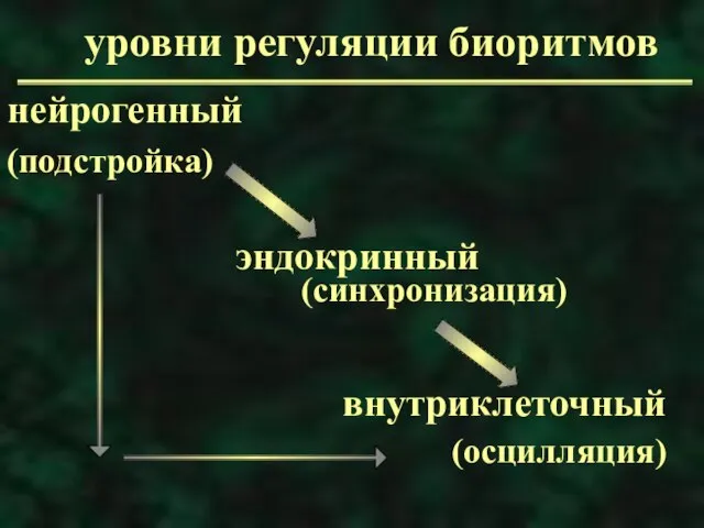 уровни регуляции биоритмов