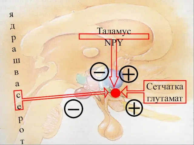 ядра шва серотонин Таламус NPY Сетчатка глутамат
