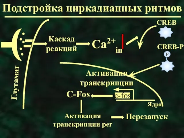 Подстройка циркадианных ритмов Каскад реакций С-Fos Активация транскрипции per Перезапуск Ядро