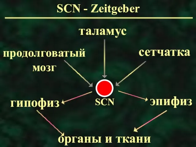 SCN - Zeitgeber