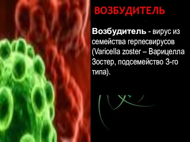 ВОЗБУДИТЕЛЬ Возбудитель - вирус из семейства герпесвирусов (Varicella zoster – Варицелла Зостер, подсемейство З-го типа). Варицелла-Зостер