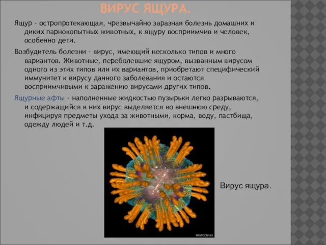 ВИРУС ЯЩУРА. Ящур - остропротекающая, чрезвычайно заразная болезнь домашних и диких парнокопытных