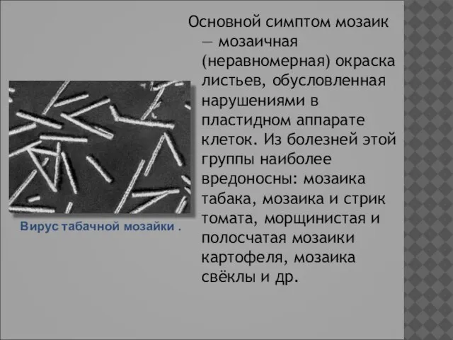 Основной симптом мозаик — мозаичная (неравномерная) окраска листьев, обусловленная нарушениями в пластидном