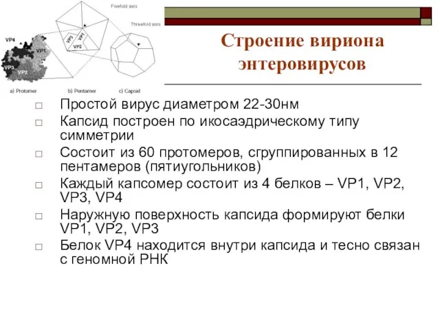 Строение вириона энтеровирусов Простой вирус диаметром 22-30нм Капсид построен по икосаэдрическому типу