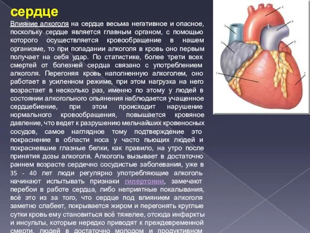 Влияние алкоголя на сердце Влияние алкоголя на сердце весьма негативное и опасное,