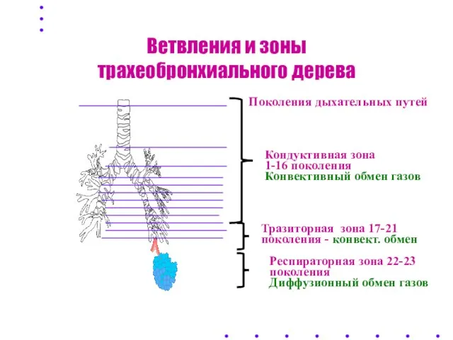 Ветвления и зоны трахеобронхиального дерева Поколения дыхательных путей Кондуктивная зона 1-16 поколения