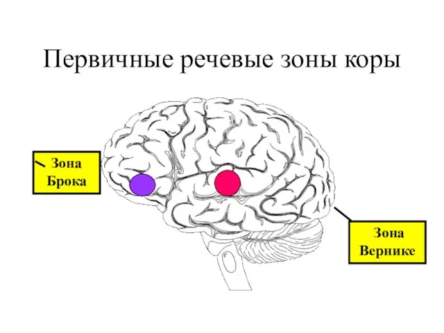 Первичные речевые зоны коры Зона Брока Зона Вернике