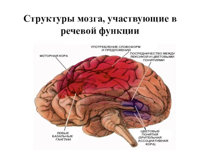 Структуры мозга, участвующие в речевой функции