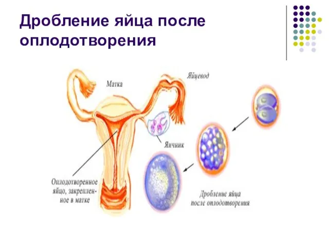 Дробление яйца после оплодотворения