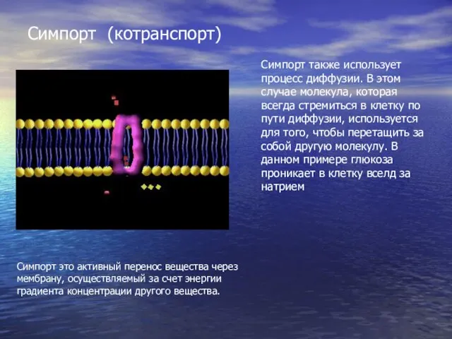 Симпорт (котранспорт) Симпорт также использует процесс диффузии. В этом случае молекула, которая