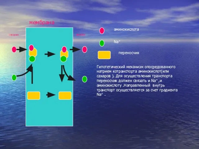снаружи снаружи мембрана внутри аминокислота Na+ переносчик Гипотетический механизм опосредованного натрием котранспорта