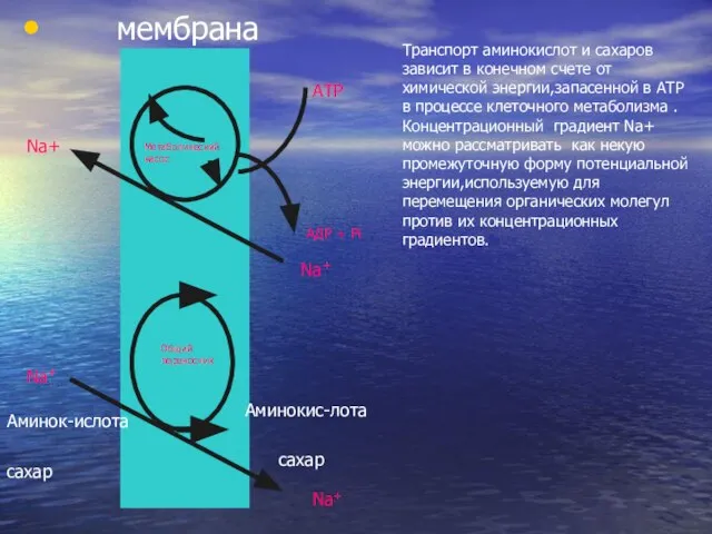 мембрана Метаболический насос АТР АДР + Рi Na+ Na+ Общий переносчик Na+