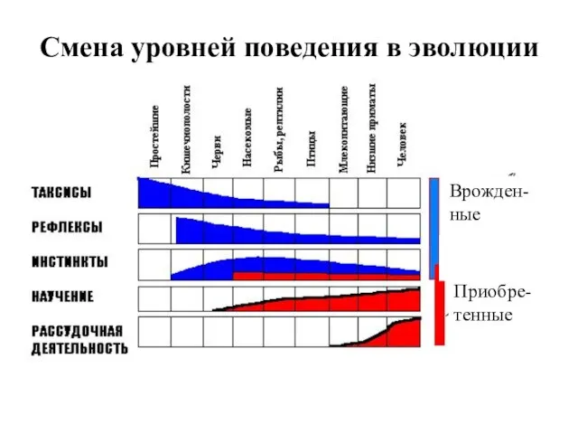 Смена уровней поведения в эволюции Врожден-ные Приобре-тенные