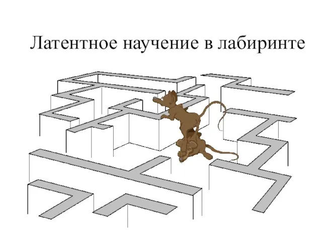 Латентное научение в лабиринте