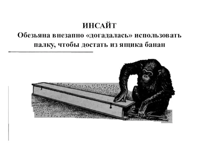 ИНСАЙТ Обезьяна внезапно «догадалась» использовать палку, чтобы достать из ящика банан