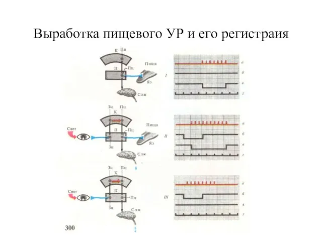 Выработка пищевого УР и его регистраия