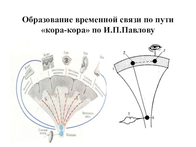 Образование временной связи по пути «кора-кора» по И.П.Павлову