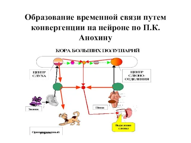 Образование временной связи путем конвергенции на нейроне по П.К.Анохину