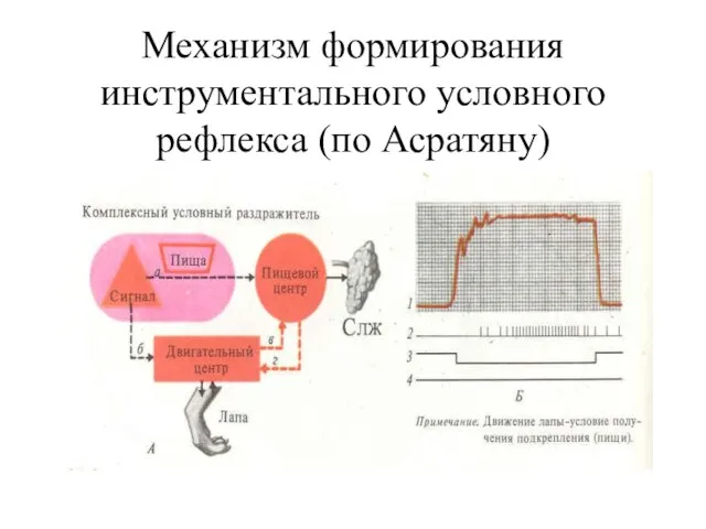 Механизм формирования инструментального условного рефлекса (по Асратяну)