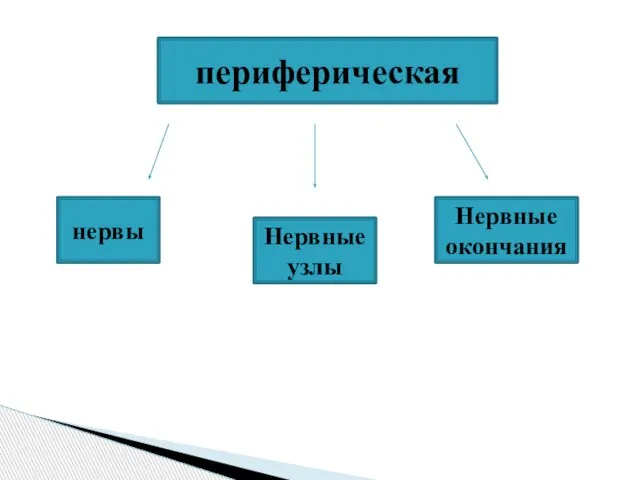 периферическая нервы Нервные узлы Нервные окончания