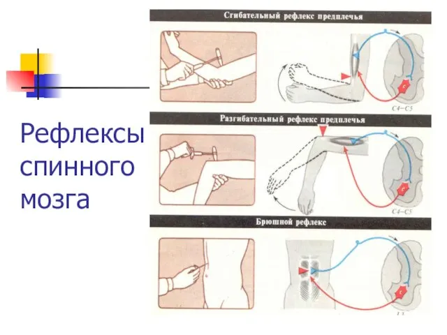 Рефлексы спинного мозга