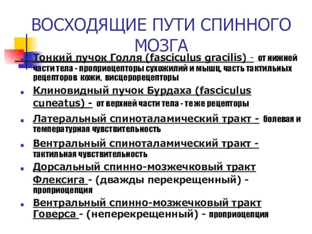 ВОСХОДЯЩИЕ ПУТИ СПИННОГО МОЗГА Тонкий пучок Голля (fasciculus gracilis) - от нижней