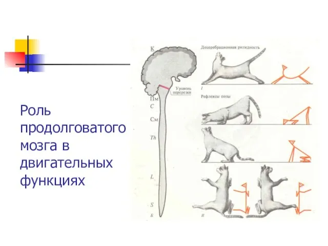 Роль продолговатого мозга в двигательных функциях