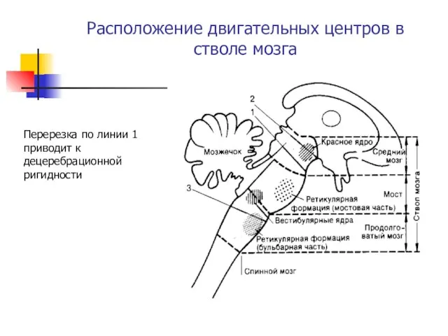 Расположение двигательных центров в стволе мозга Перерезка по линии 1 приводит к децеребрационной ригидности