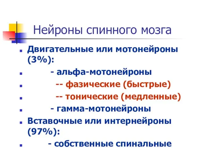 Нейроны спинного мозга Двигательные или мотонейроны (3%): - альфа-мотонейроны -- фазические (быстрые)