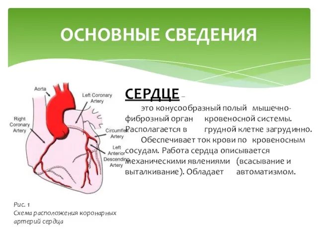 ОСНОВНЫЕ СВЕДЕНИЯ СЕРДЦЕ – это конусообразный полый мышечно-фиброзный орган кровеносной системы. Располагается