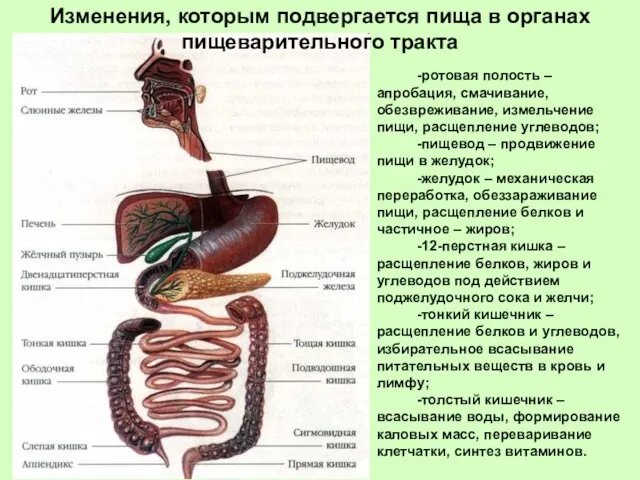 -ротовая полость – апробация, смачивание, обезвреживание, измельчение пищи, расщепление углеводов; -пищевод –